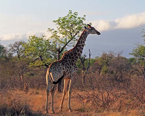 Griaffe in Kruger Park